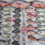 Inicia programa de Fomento al Consumo de Pescados y Mariscos 