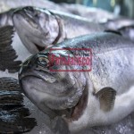 Inicia programa de Fomento al Consumo de Pescados y Mariscos 